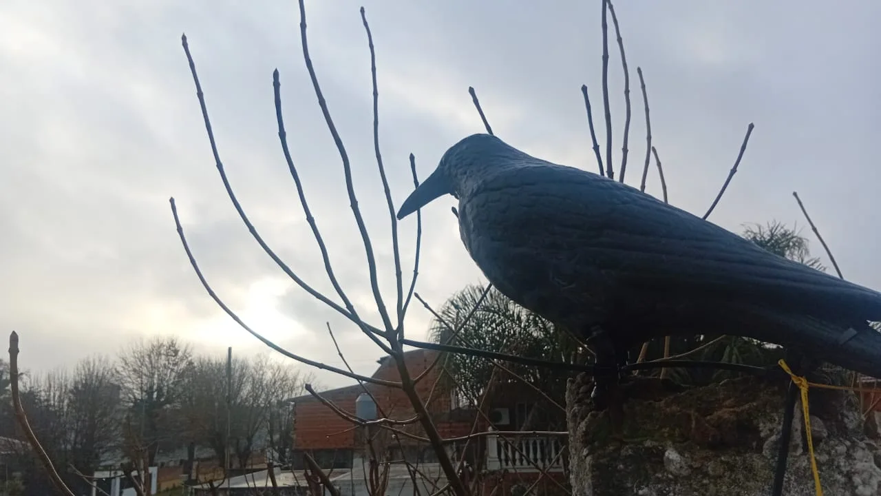 Ave silvestre posada en un entorno urbano arbolado